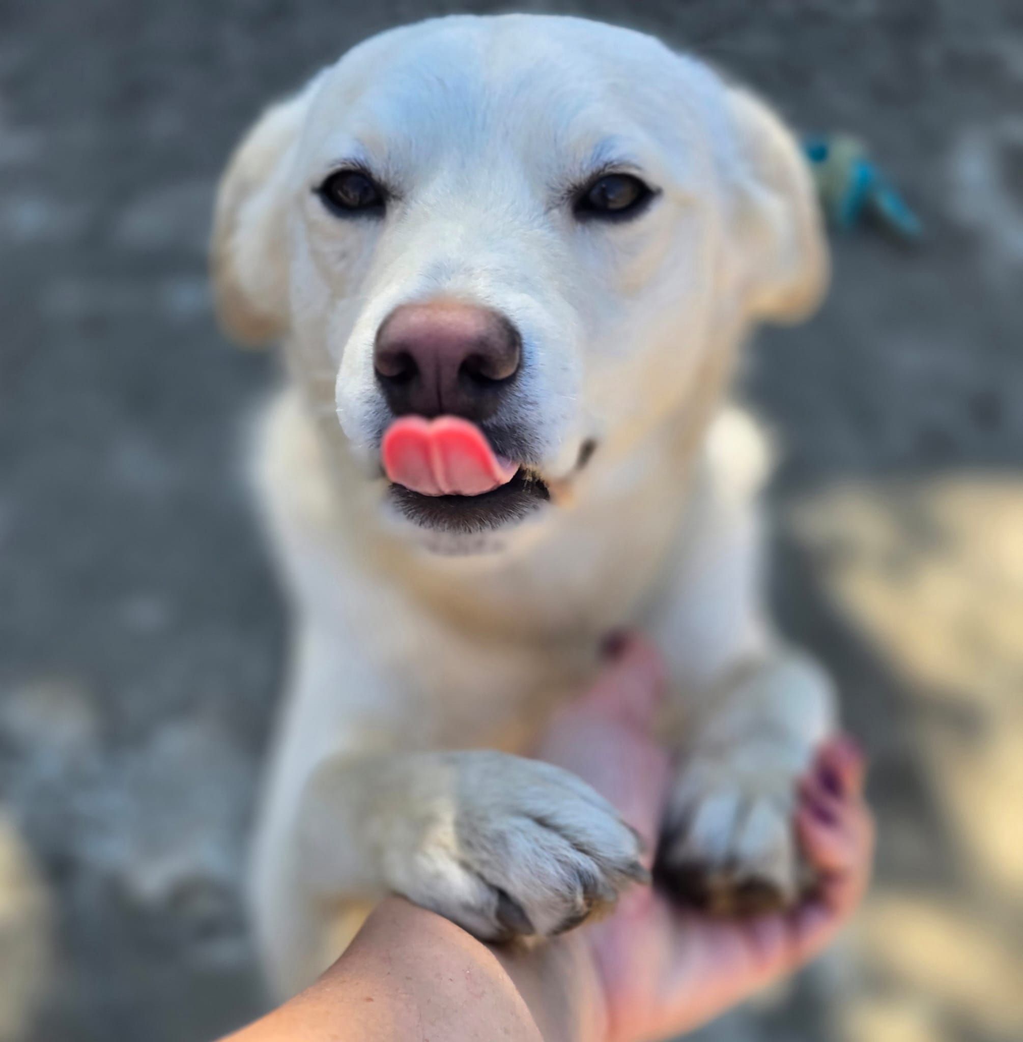 Weisser Hund mit Zunge