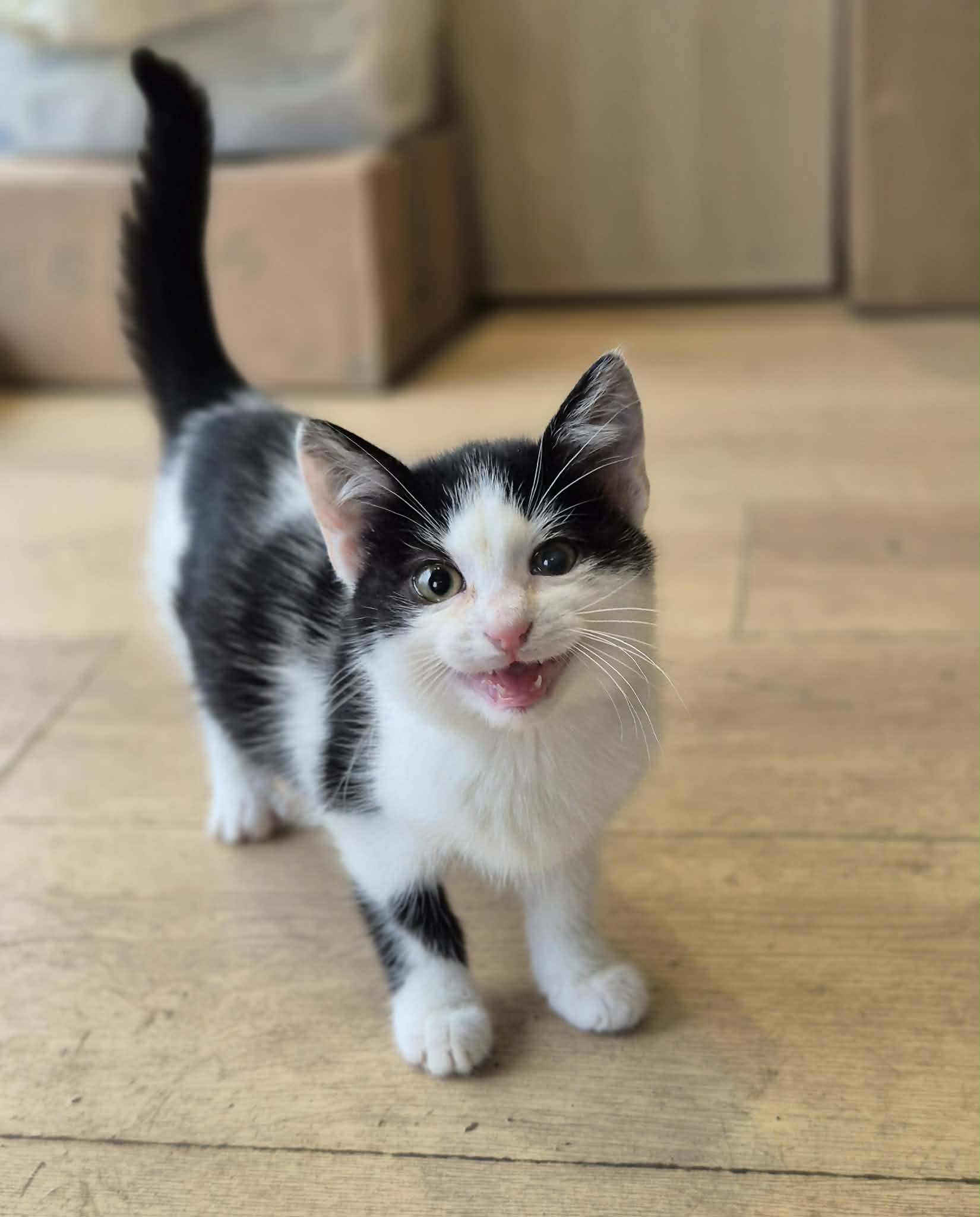 5 Bild Unsere Katzen